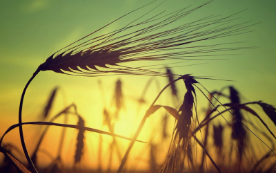 У ПОШУКАХ СЕНСУ. ВТІЛЕННЯ СЛОВА ЯК НАДАННЯ СЕНСУ СТВОРІННЮ – О. ІЛЛЯ БРОНОВСЬКИЙ, ЧСВВ (69).